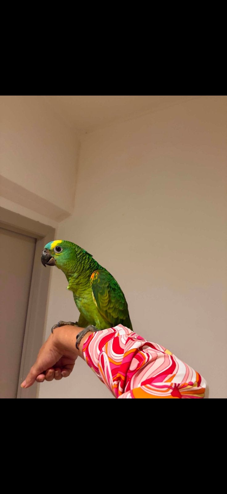 Amazone à front bleu, Dieren en Toebehoren, Vogels | Parkieten en Papegaaien, Mannelijk, Papegaai, Pratend
