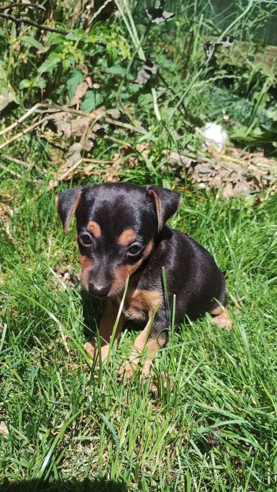 Schattige Dwergpinscher pups, Dieren en Toebehoren, Parvo, België, Overige rassen, 8 tot 15 weken