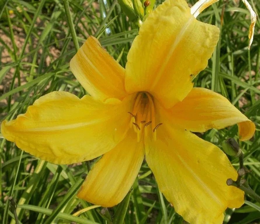 Hemerocallis Citrina, Enlèvement