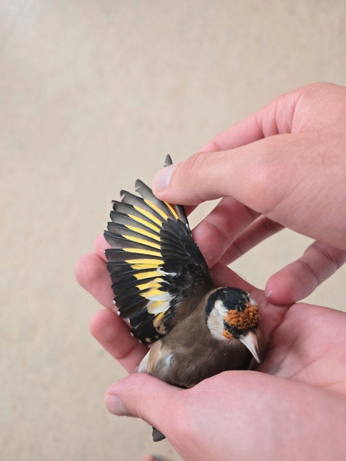 Chardonneret parva, Dieren en Toebehoren, Insecten en Spinnen