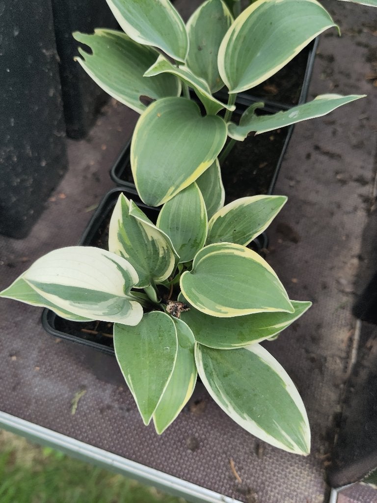 Hosta, Autres espèces, Été, Enlèvement, Plante fixe