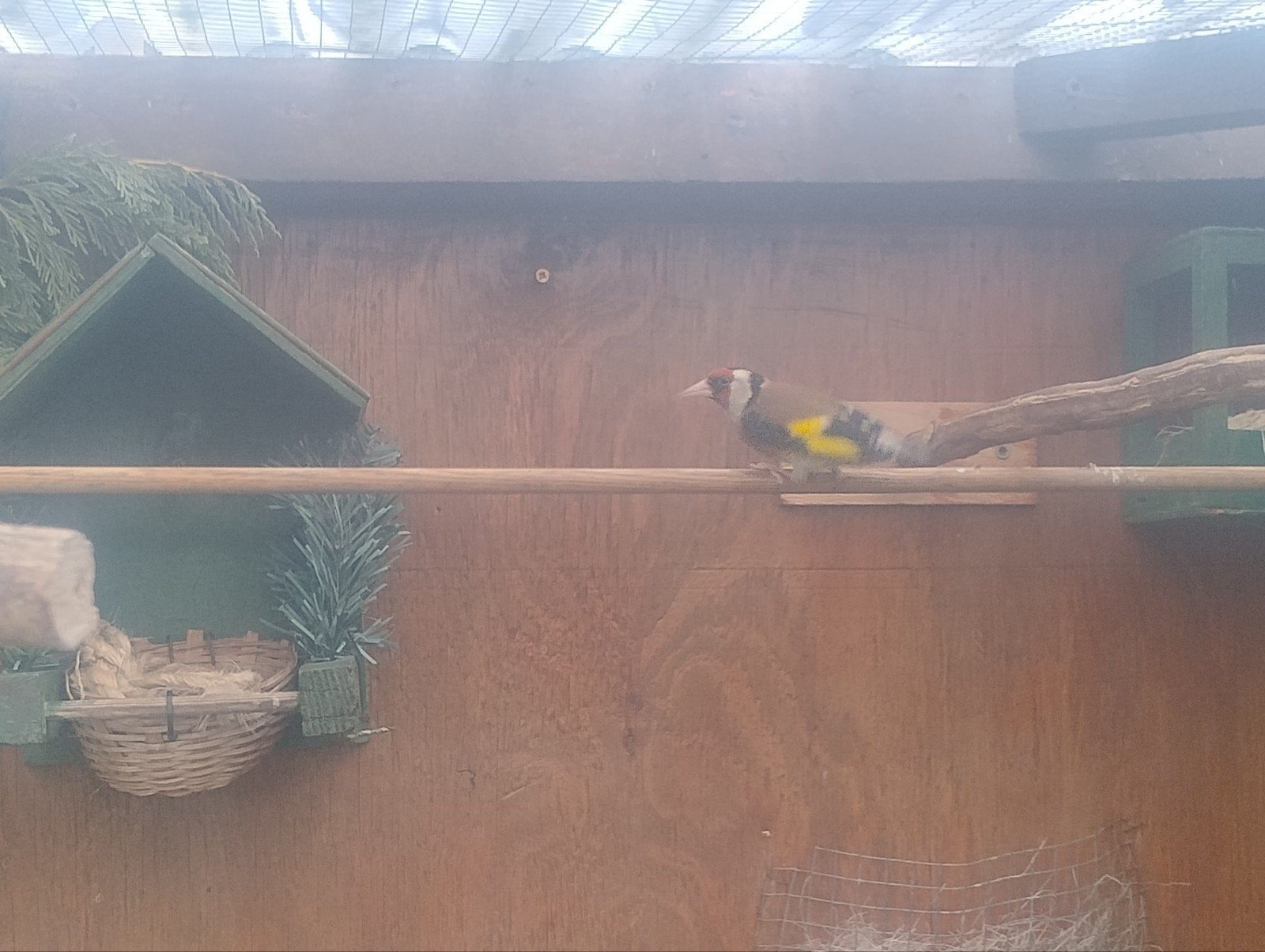 Kleine distelvink putter 2025, Dieren en Toebehoren, Vogels | Overige Vogels, Geringd
