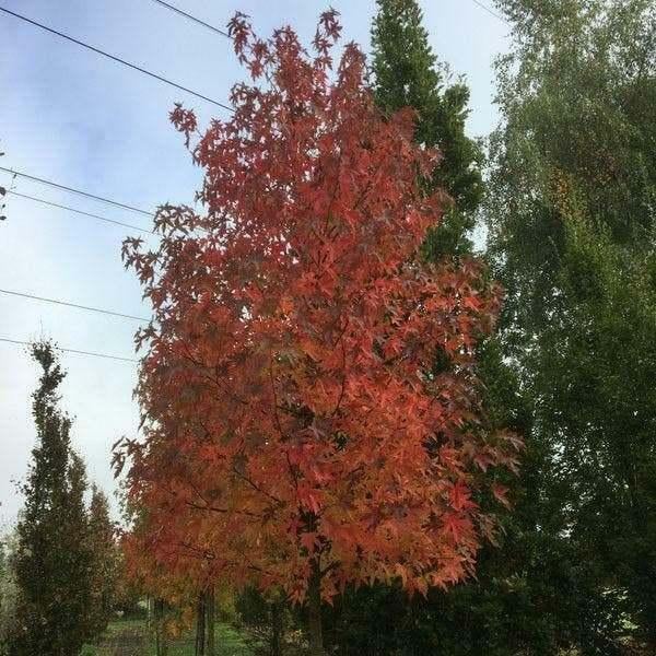 Amberboom Liquidambar Worplesdon – Prachtige Herfstkleuren