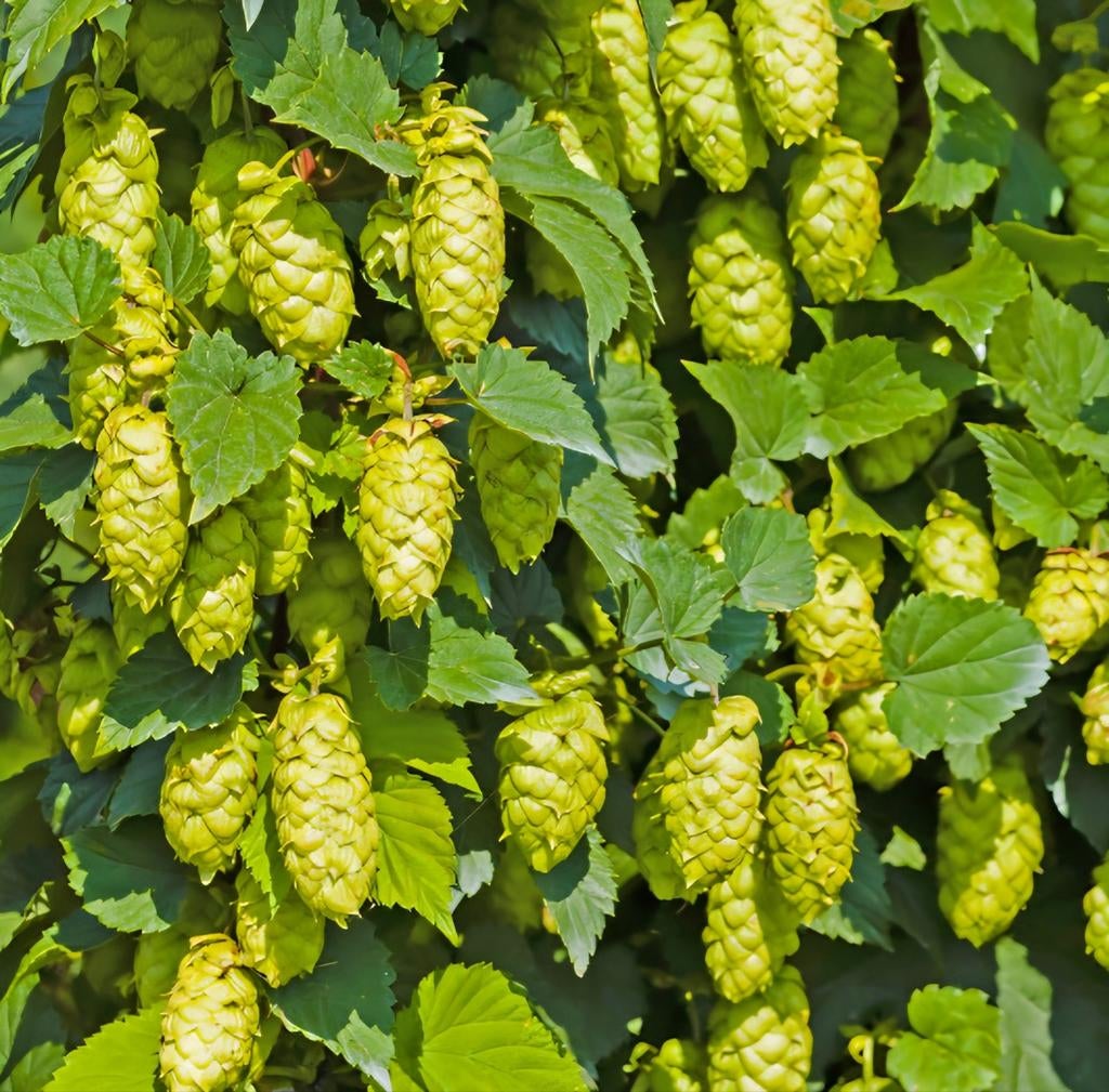 Hop plant met pot (Cascade), Jardin & Terrasse, Enlèvement
