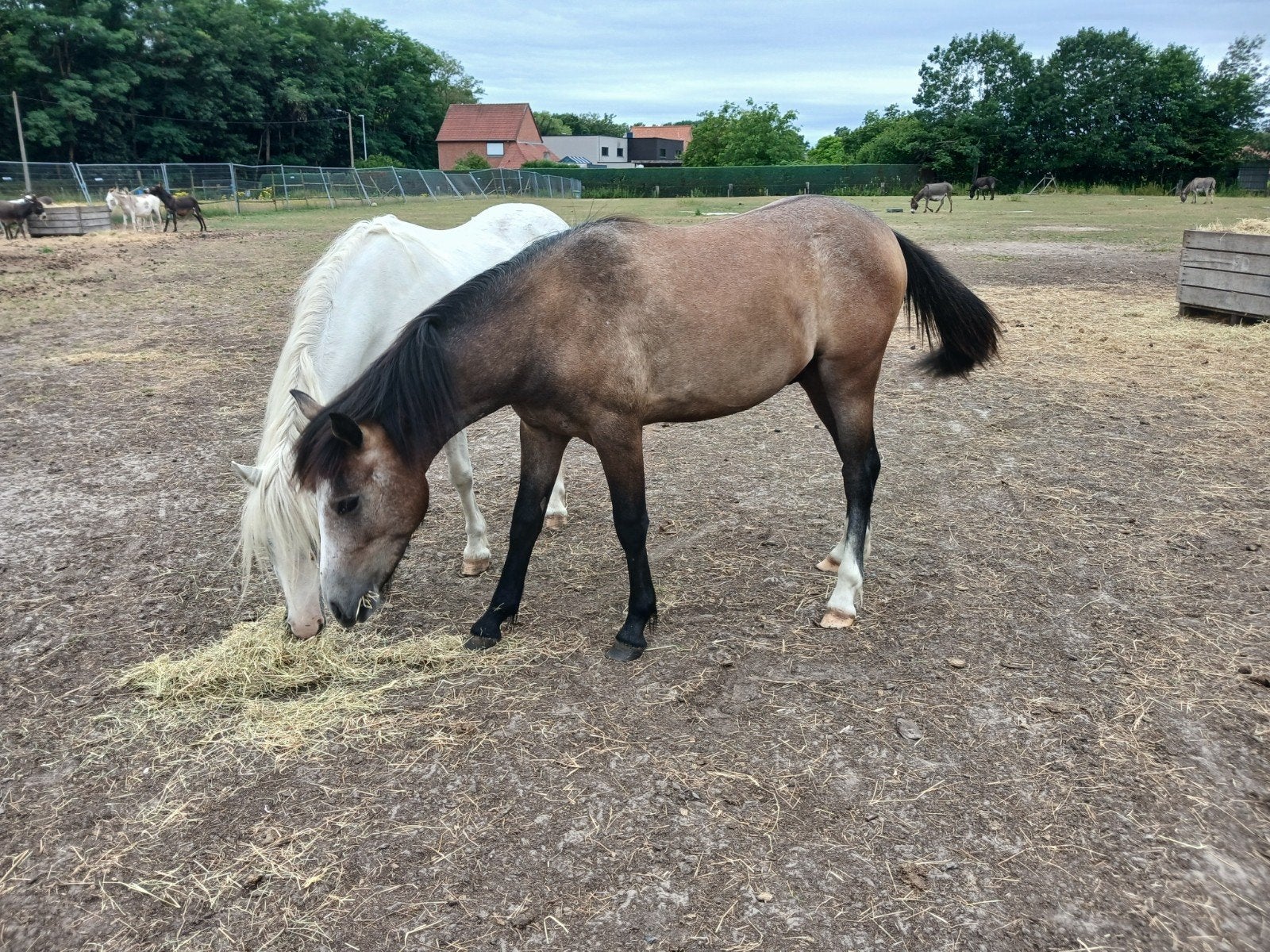 C-pony welsh x appaloosa, 0 tot 2 jaar, Hengst, C pony (1.27m tot 1.37m), Gechipt
