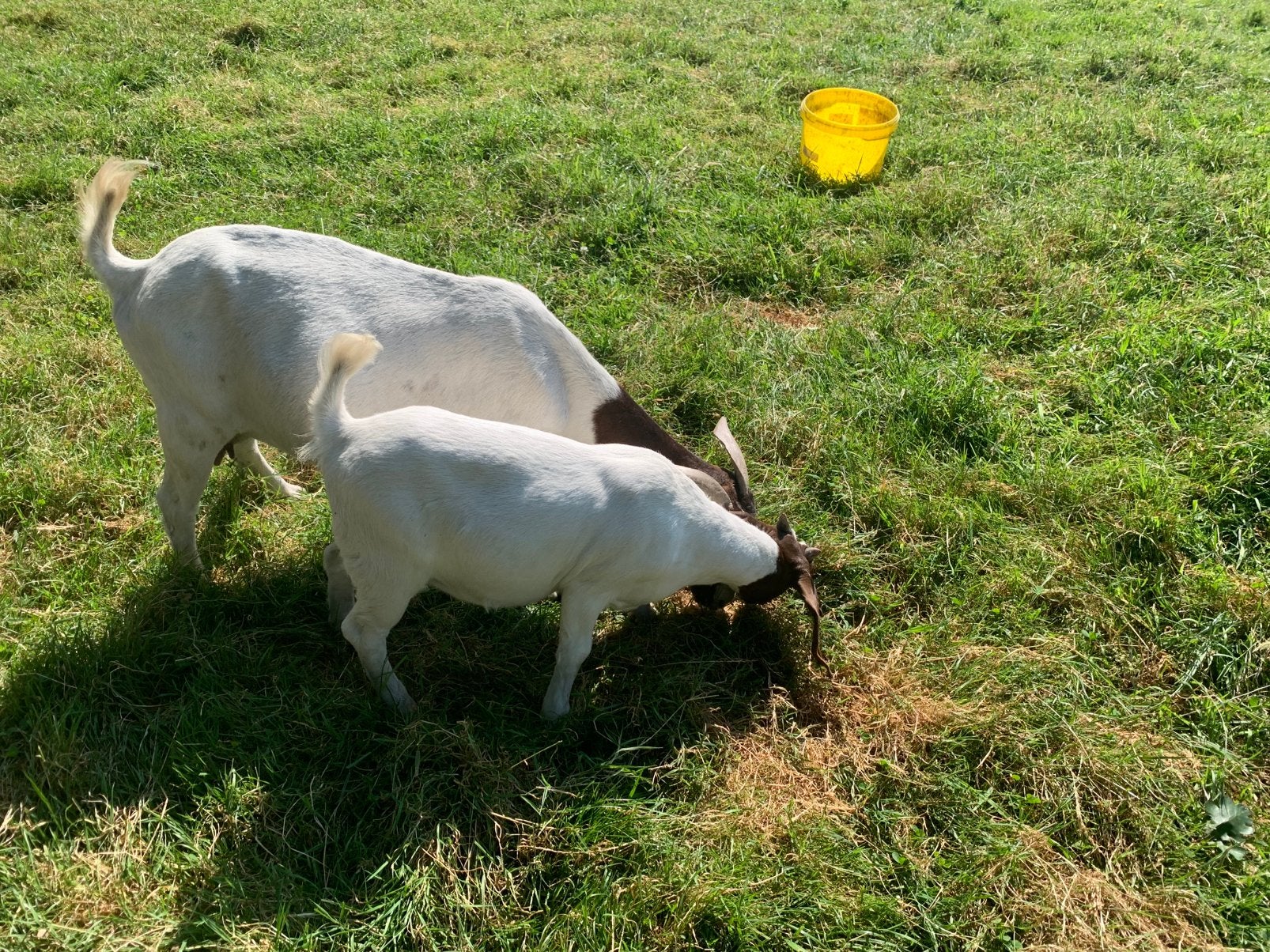 Chèvre Boer et fille à vendre, Animaux & Accessoires, Femelle, Chèvre
