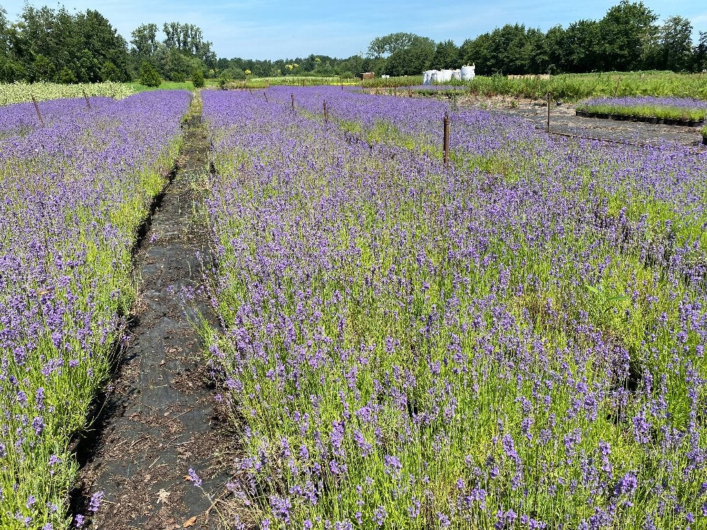 Lavendel, Tuin en Terras, Planten | Tuinplanten, Ophalen, Vaste plant