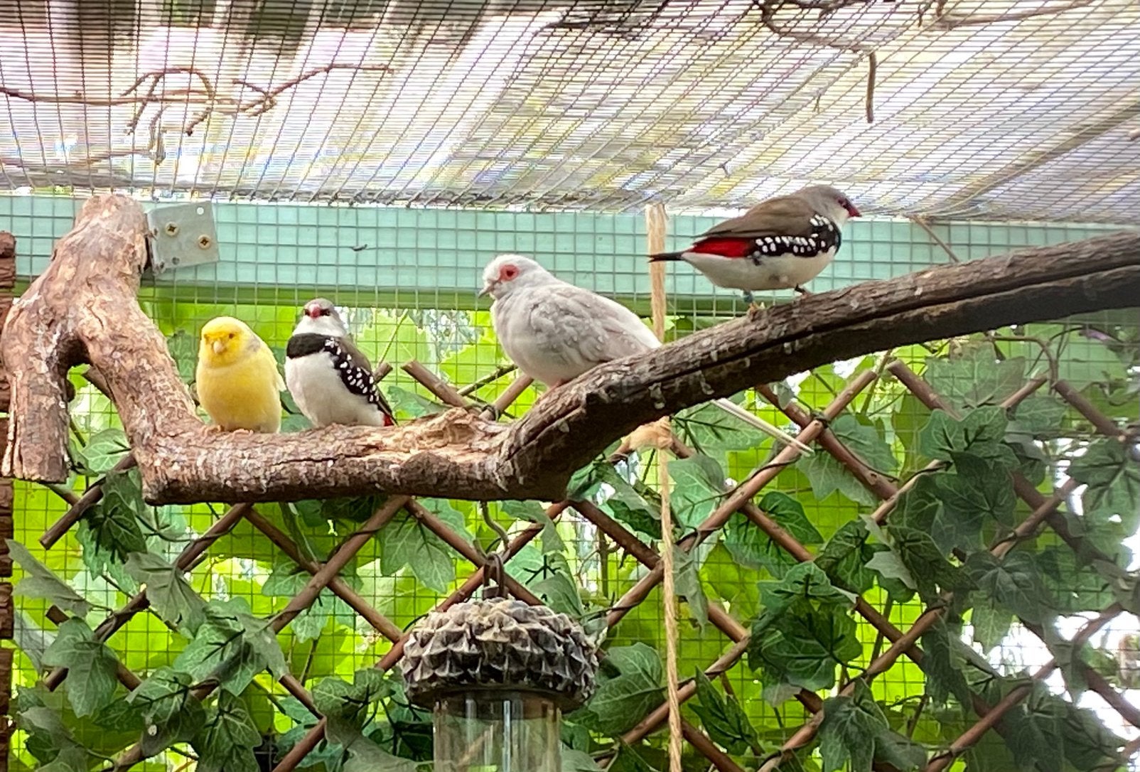 Diamantvink man te ruil tegen pop, Dieren en Toebehoren, Mannelijk