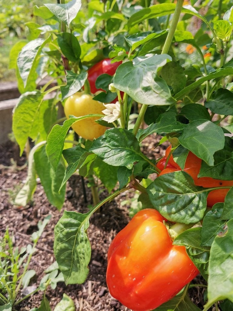 paprika White cloud - witte blokpaprika - 5 zaden, Tuin en Terras, Verzenden, Voorjaar, Zaad