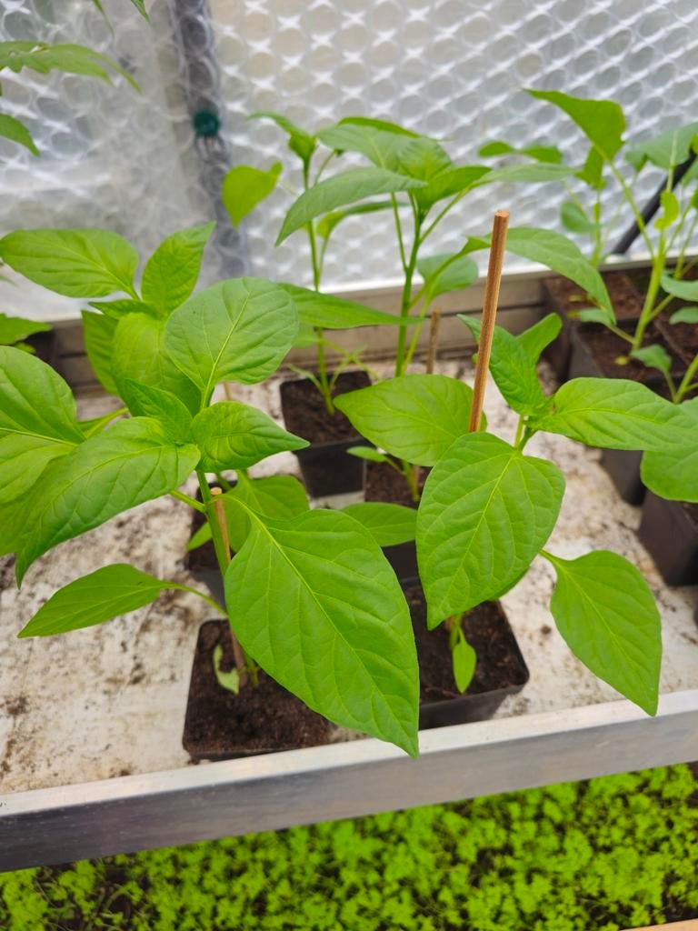 Gele paprika planten 5 stuks, Tuin en Terras, Ophalen