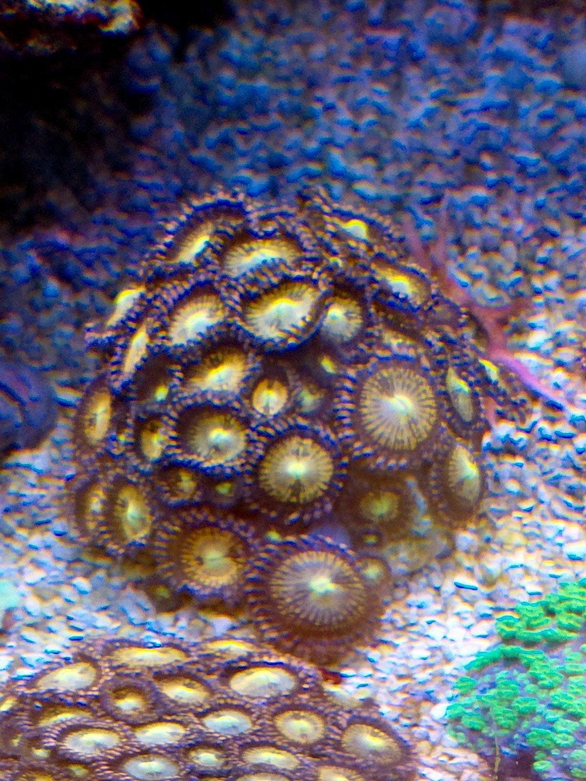 Mooie stekken zoa alien explosion, Dieren en Toebehoren, Overige typen, Zoutwatervis