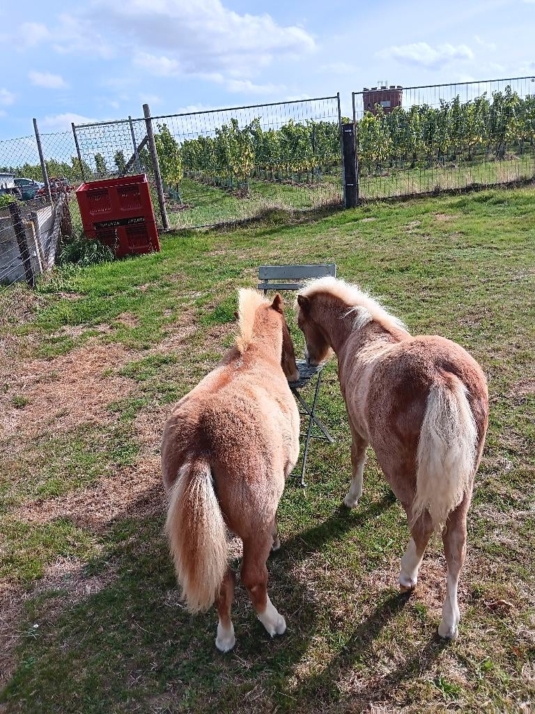 Mooi duo Amerikaanse miniatuurpaardjes, Dieren en Toebehoren, Hengst, Met stamboom, 0 tot 2 jaar