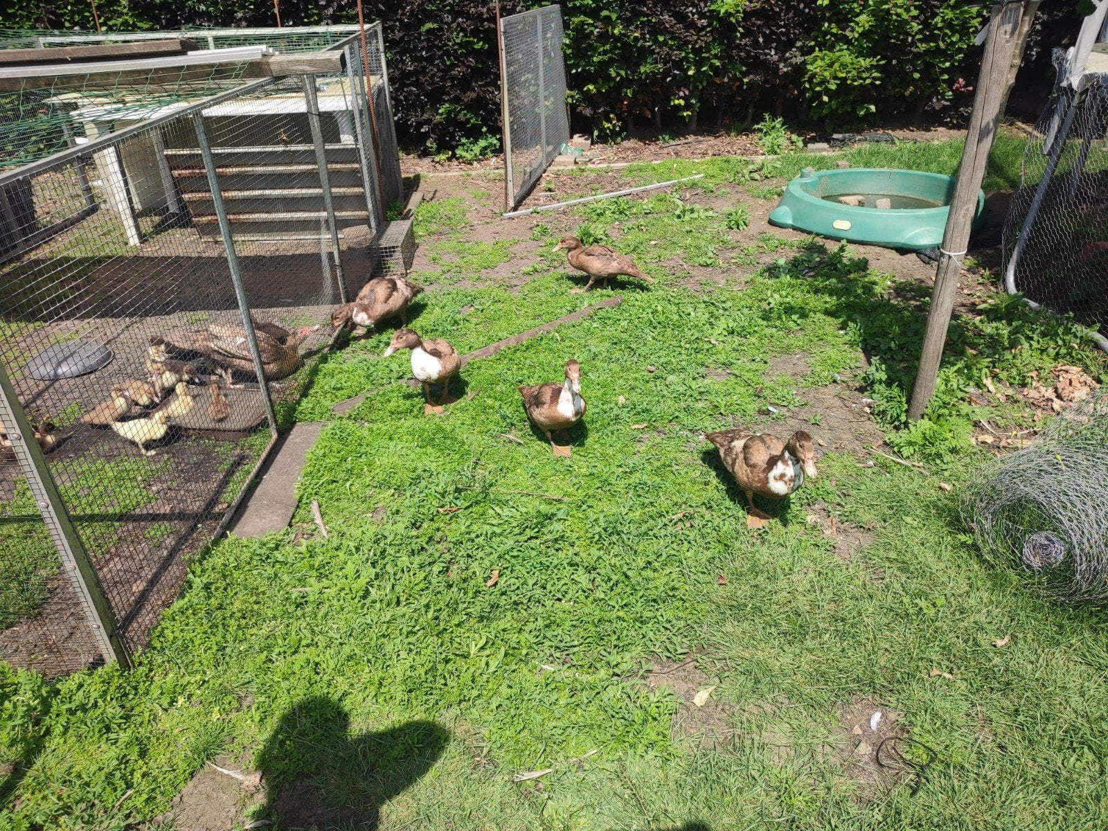 6 Barberie eenden te koop van uitkomst februari 2026, Plusieurs animaux, Canard