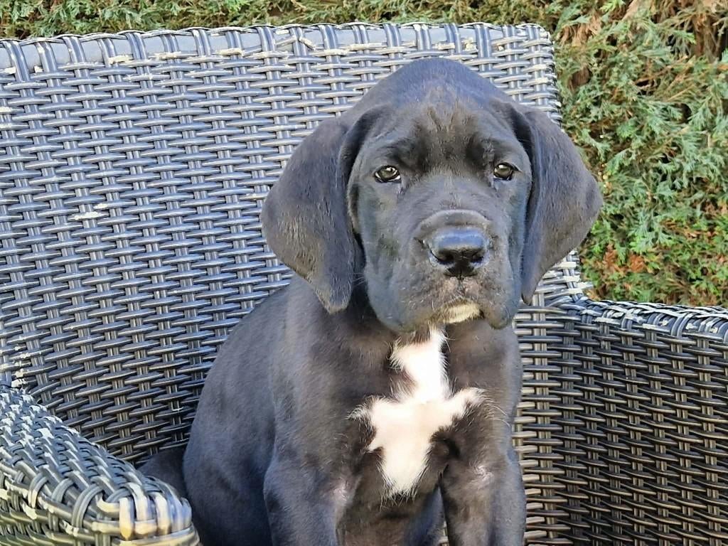 duitse dog pups zwart, Dieren en Toebehoren, Parvo, België, Overige rassen, 8 tot 15 weken