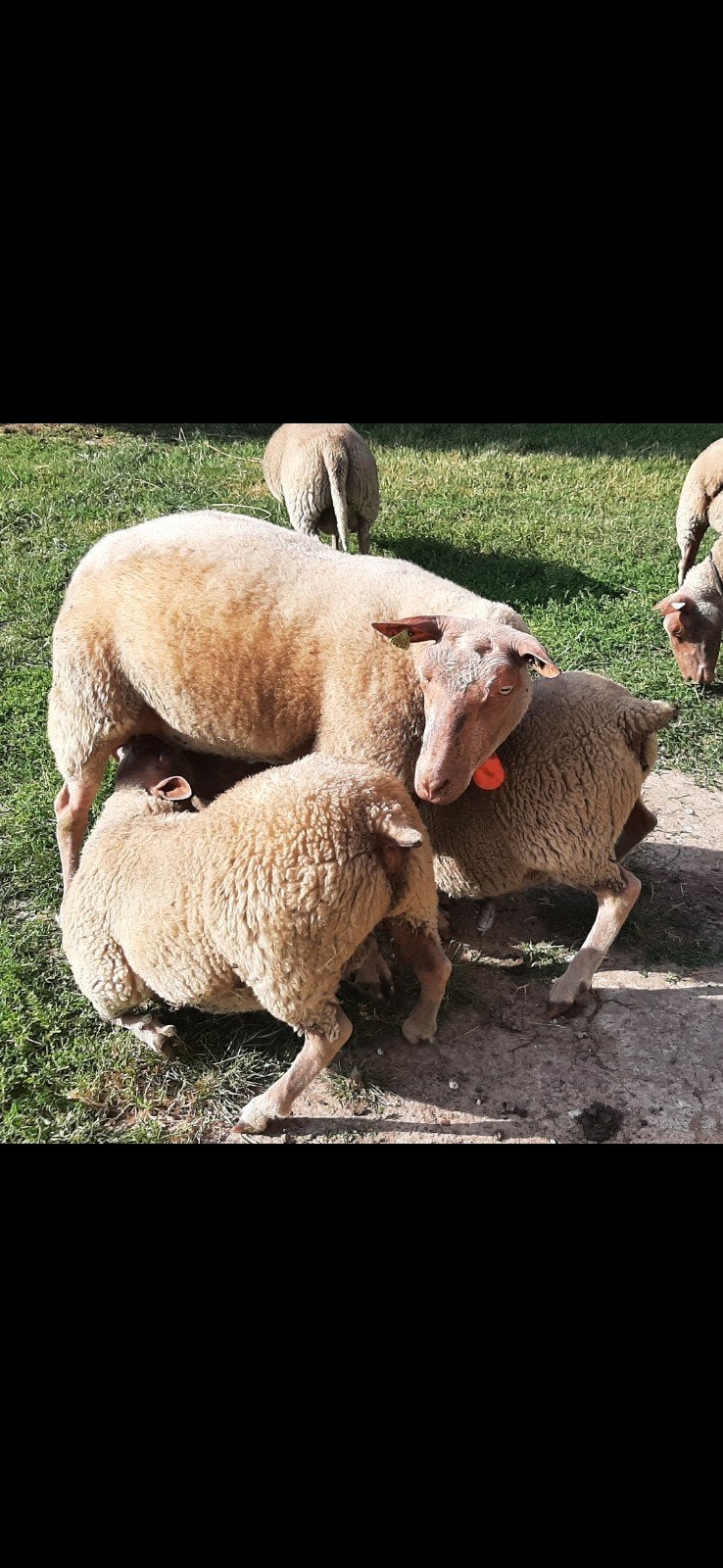 Rouge de l'ouest schapen.
Gevaccin, Dieren en Toebehoren, Meerdere dieren, Schaap, 0 tot 2 jaar