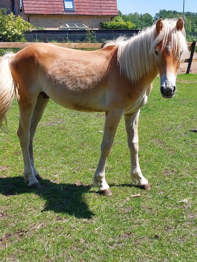 Haflinger, Dieren en Toebehoren, Paarden, Minder dan 160 cm, 0 tot 2 jaar, Hengst, Recreatiepaard