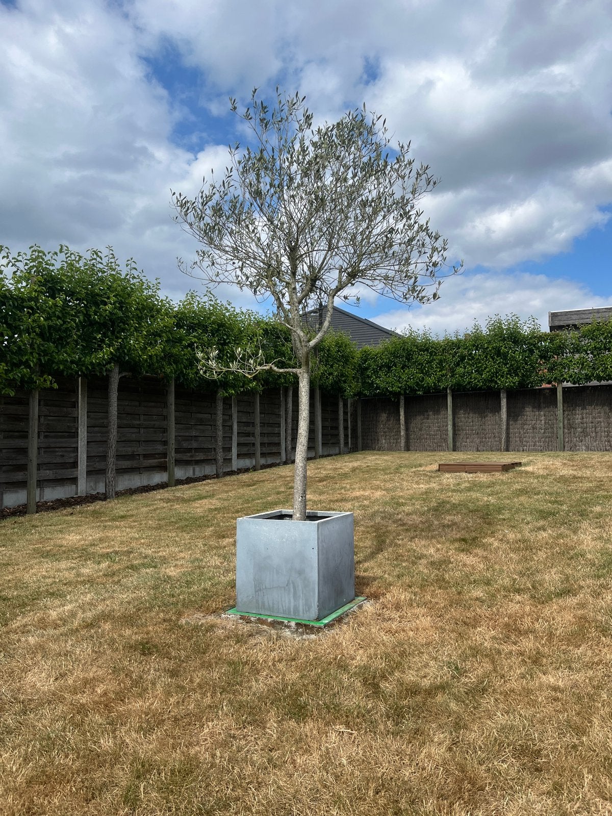 Olijfboom, Tuin en Terras, Planten | Bomen, Ophalen, Olijfboom