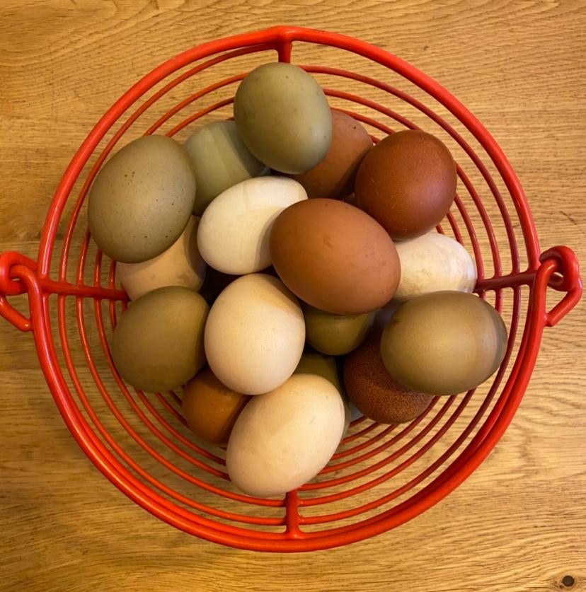 Broedeieren te koop - kleurenmix, Plusieurs animaux, Poule ou poulet