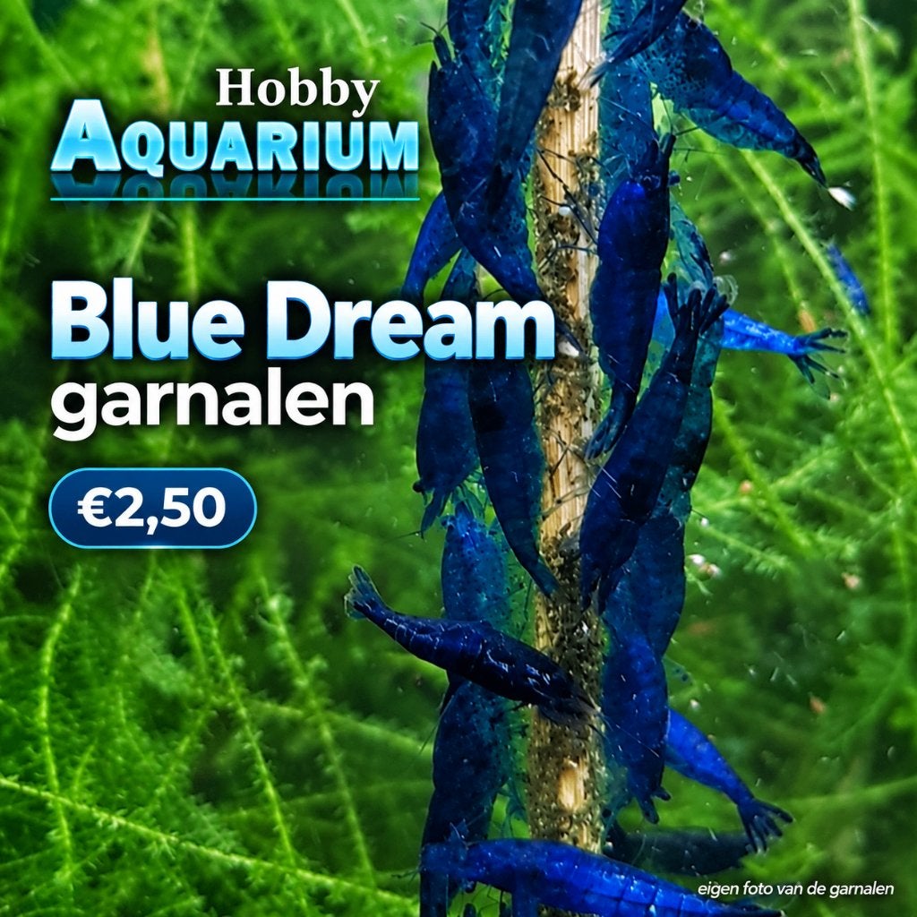 Hobbyaquarium volwassen Blue Dream garnalen / mooi op kleur, Kreeft, Krab of Garnaal, Zoetwatervis