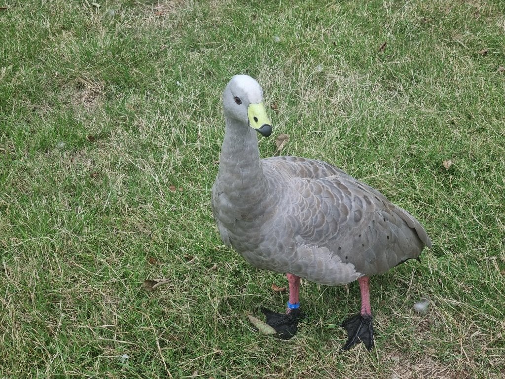 Hoendergans man januari 2025, Animaux & Accessoires, Volatiles, Mâle, Oie ou Cygne