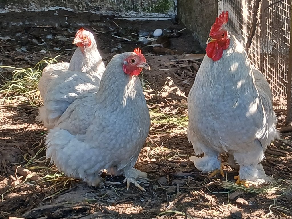 Cochinkriel parelgrijs, Dieren en Toebehoren