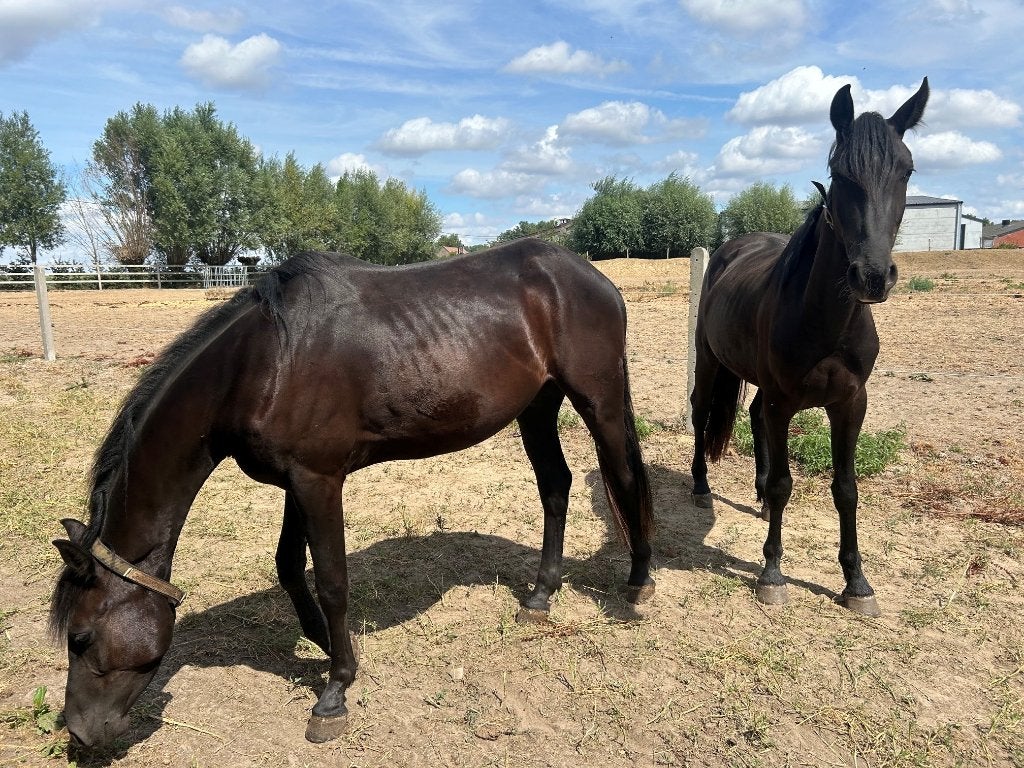 Koppel zwarte warmbloed friese menpaarden, Dieren en Toebehoren, Gechipt, Ruin, 3 tot 6 jaar, 160 tot 165 cm