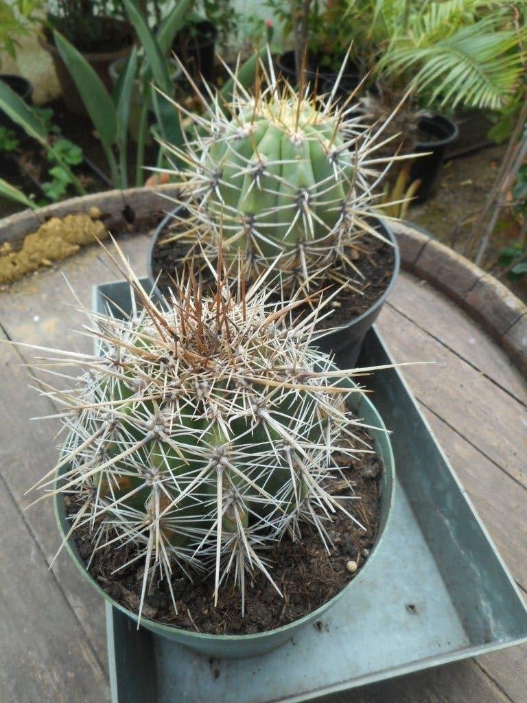 Planten, Ophalen of Verzenden, Vaste plant, Overige soorten, Volle zon