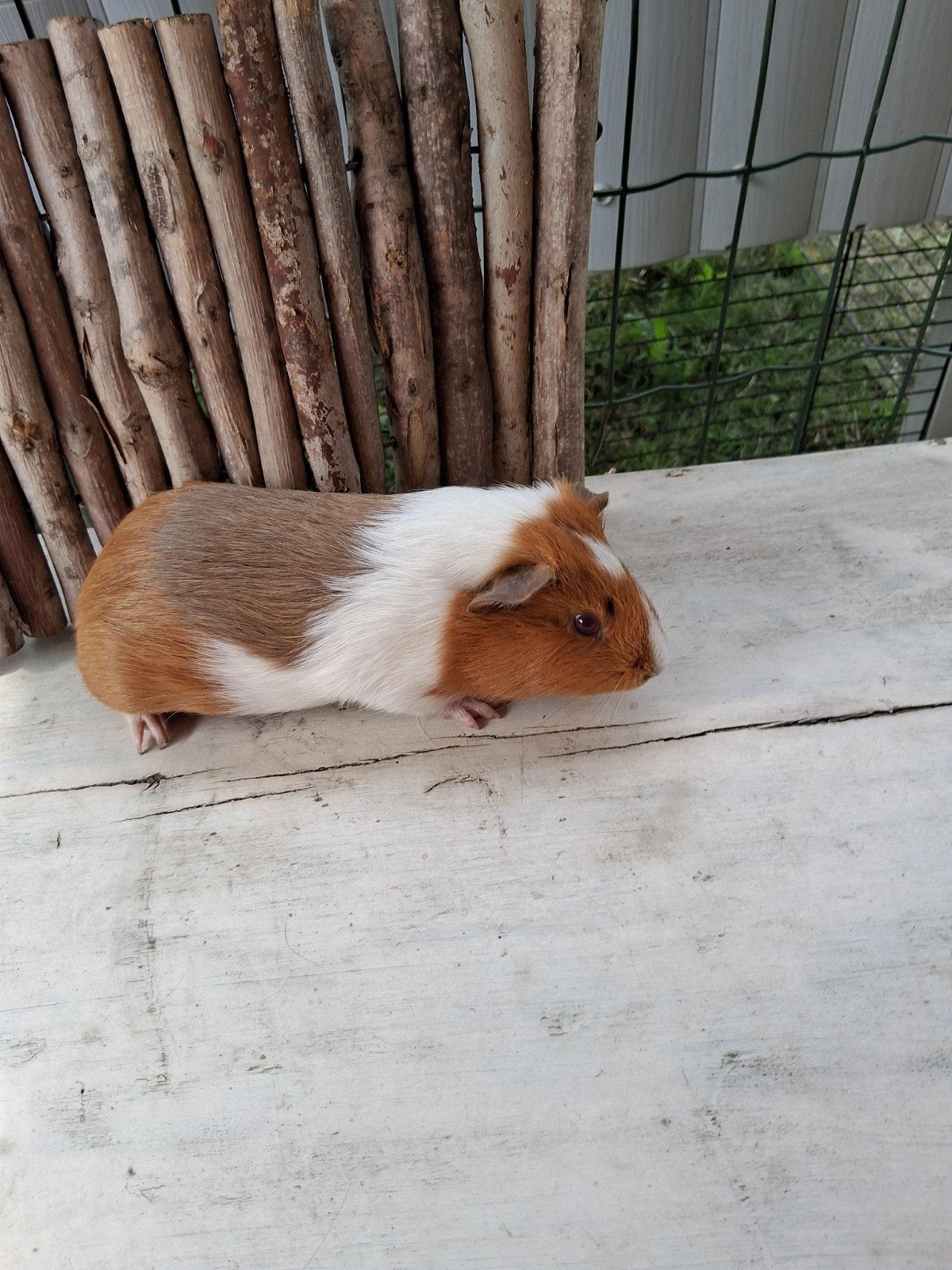 Vrouwelijke cavia's, Dieren en Toebehoren, Knaagdieren, Cavia, Vrouwelijk, Mei, Tam