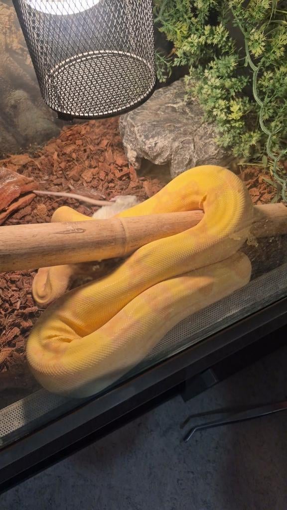 Boa, Dieren en Toebehoren, Reptielen en Amfibieën, Slang, Tam, 11 jaar of ouder