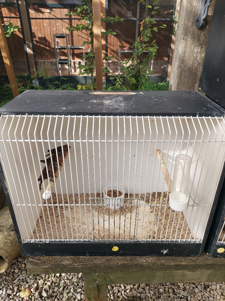 Barmsijs