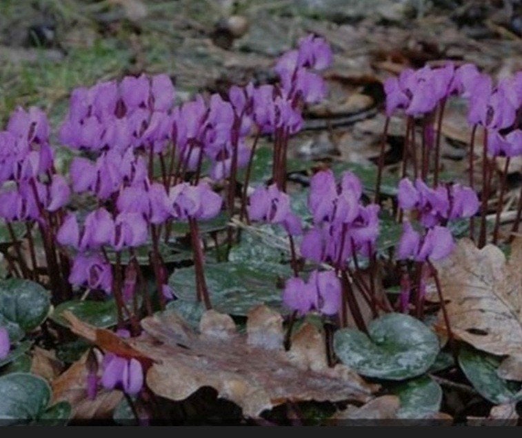 Roze cyclamen - winterbloeiers, Bodembedekkers, Vaste plant, Ophalen of Verzenden, Halfschaduw