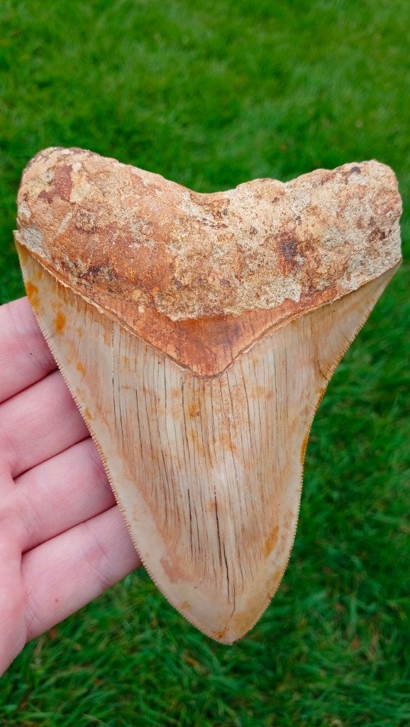 Top Megalodon fossielen haaientand, Ophalen of Verzenden, Fossiel