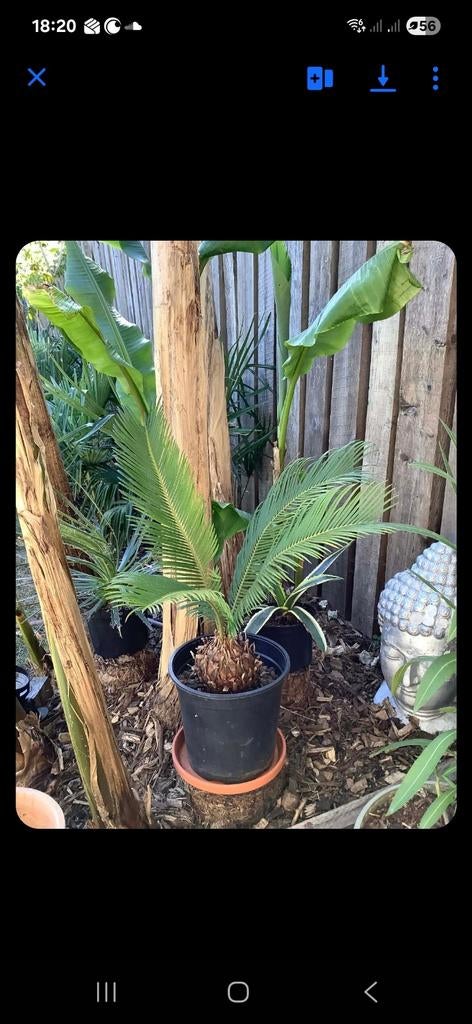 Cycas revolta, Enlèvement