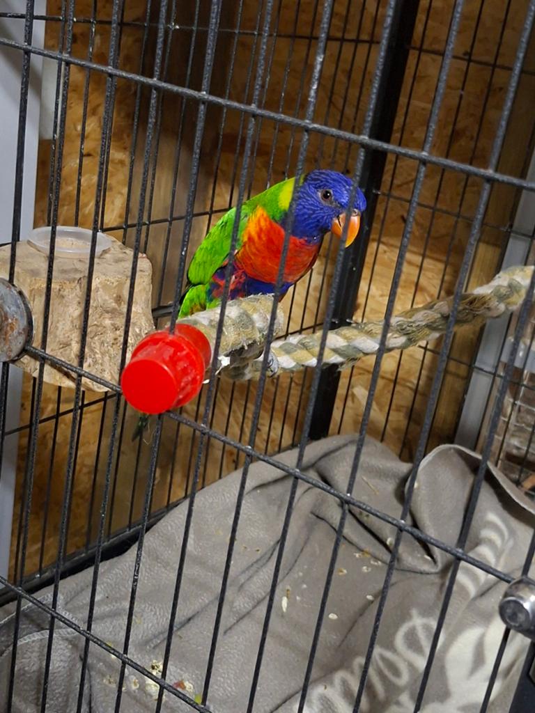 Lori, Dieren en Toebehoren