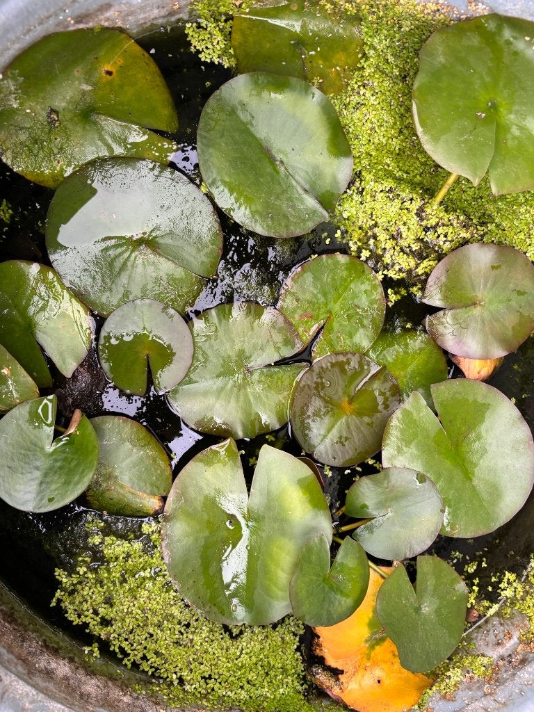 Waterlelie met grote bladeren, Tuin en Terras, Ophalen