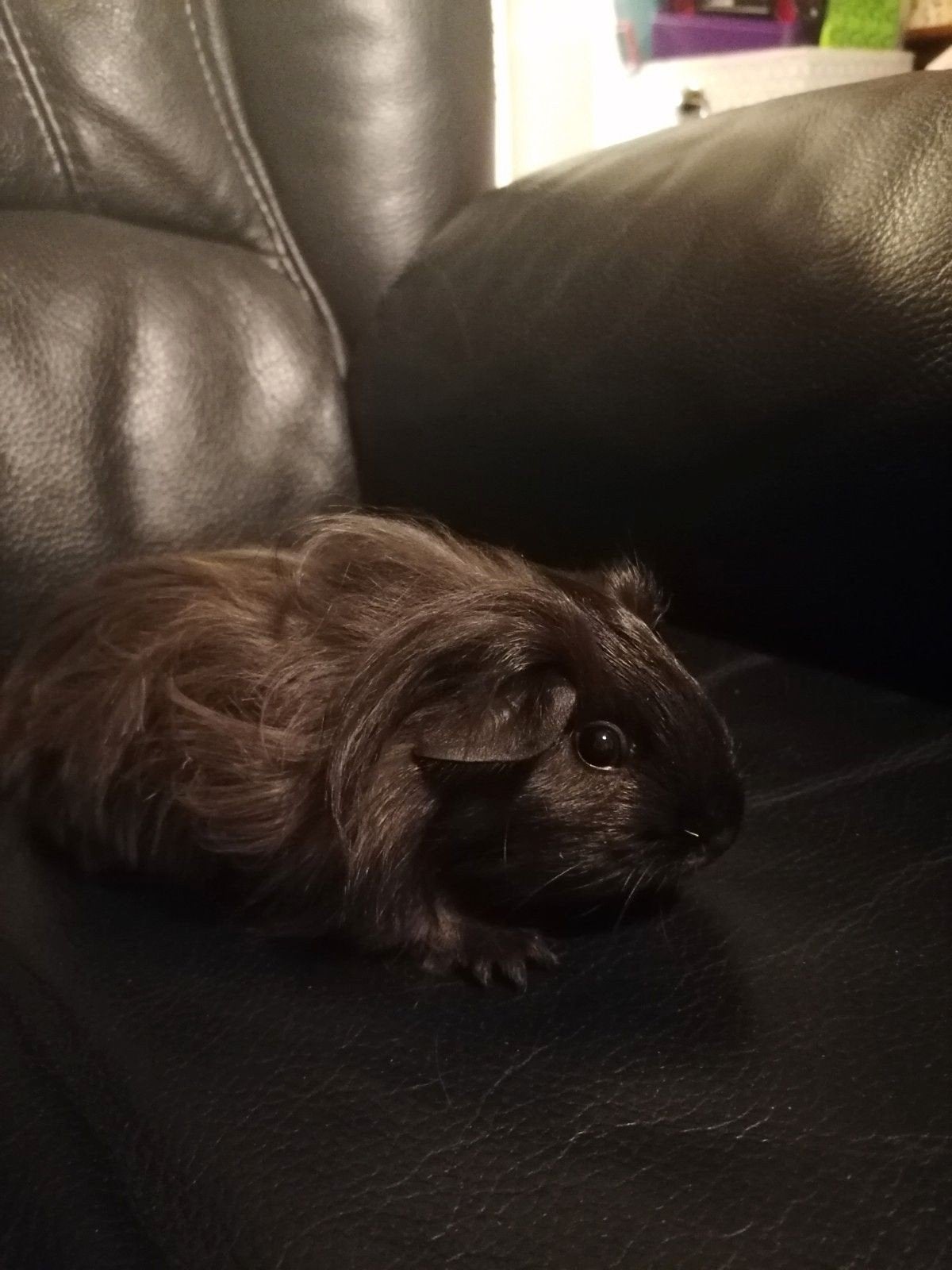 Cavia cornet beertje langharige, Animaux & Accessoires, Rongeurs, Juin, Mâle, Cobaye