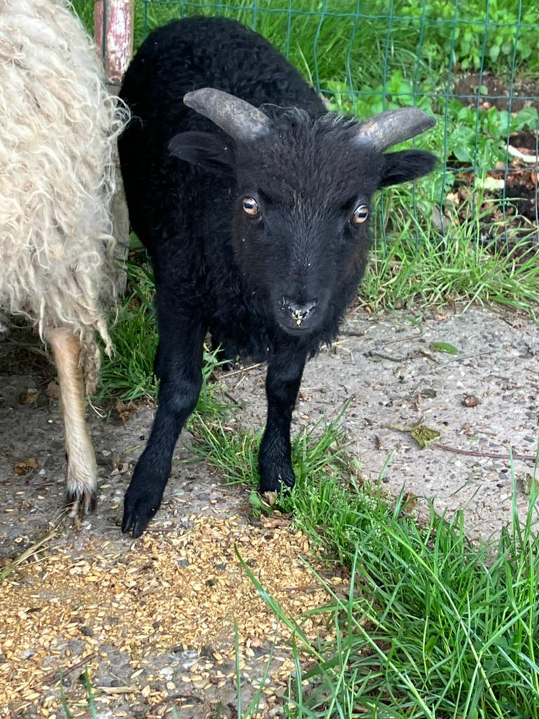 Oussant rammen, Animaux & Accessoires, Moutons, Chèvres & Cochons, Mouton, Mâle, 0 à 2 ans