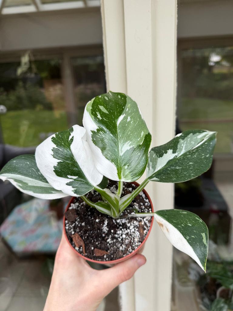 Philodendron ‘White Wizard’, Huis en Inrichting, Kamerplanten, Ophalen, 200 cm of meer, Overige soorten, Halfschaduw