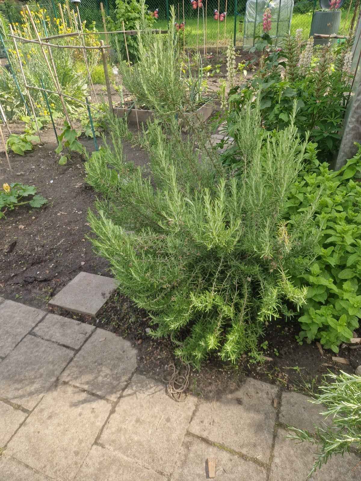 Rozemarijn struik, Tuin en Terras, Ophalen, Volle zon, Vaste plant, Kruiden