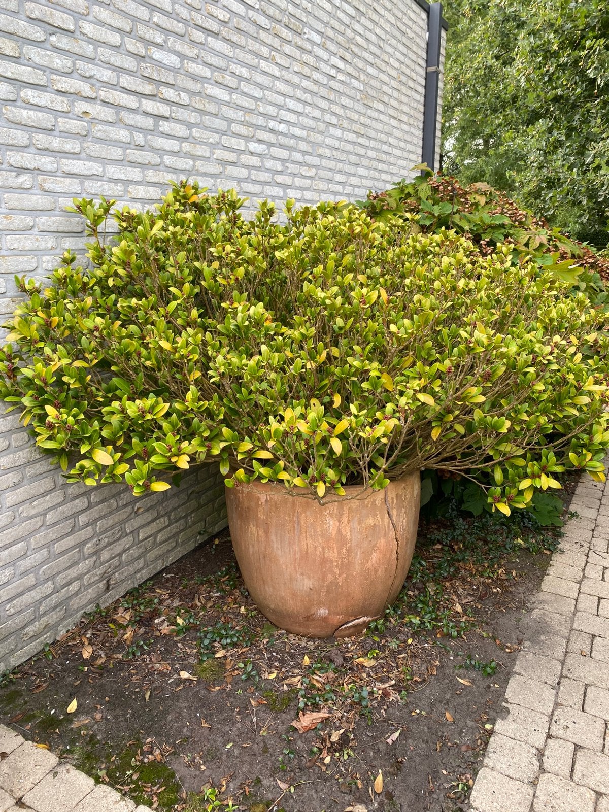 Gratis skimmia japonica rubella, Tuin en Terras, Ophalen