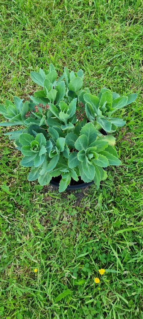 Sedum herfstfreude, Tuin en Terras, Volle zon, Vaste plant, Zomer, Ophalen