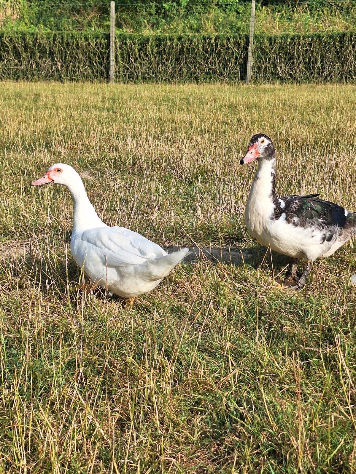 barbarie eenden, Dieren en Toebehoren, Meerdere dieren, Eend