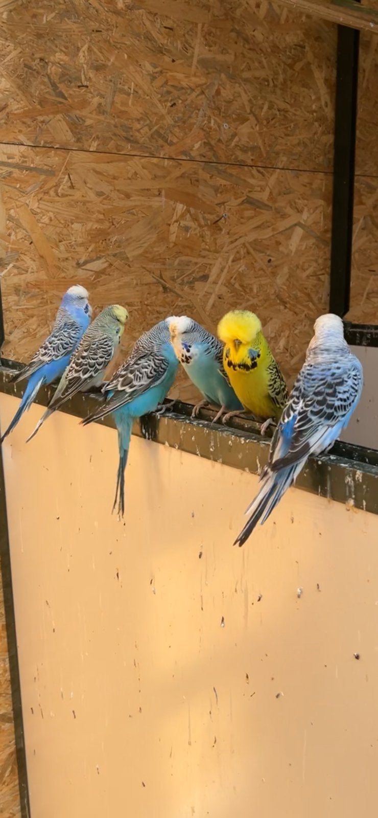 Lot perruches anglaises, Animaux & Accessoires, Oiseaux | Perruches & Perroquets