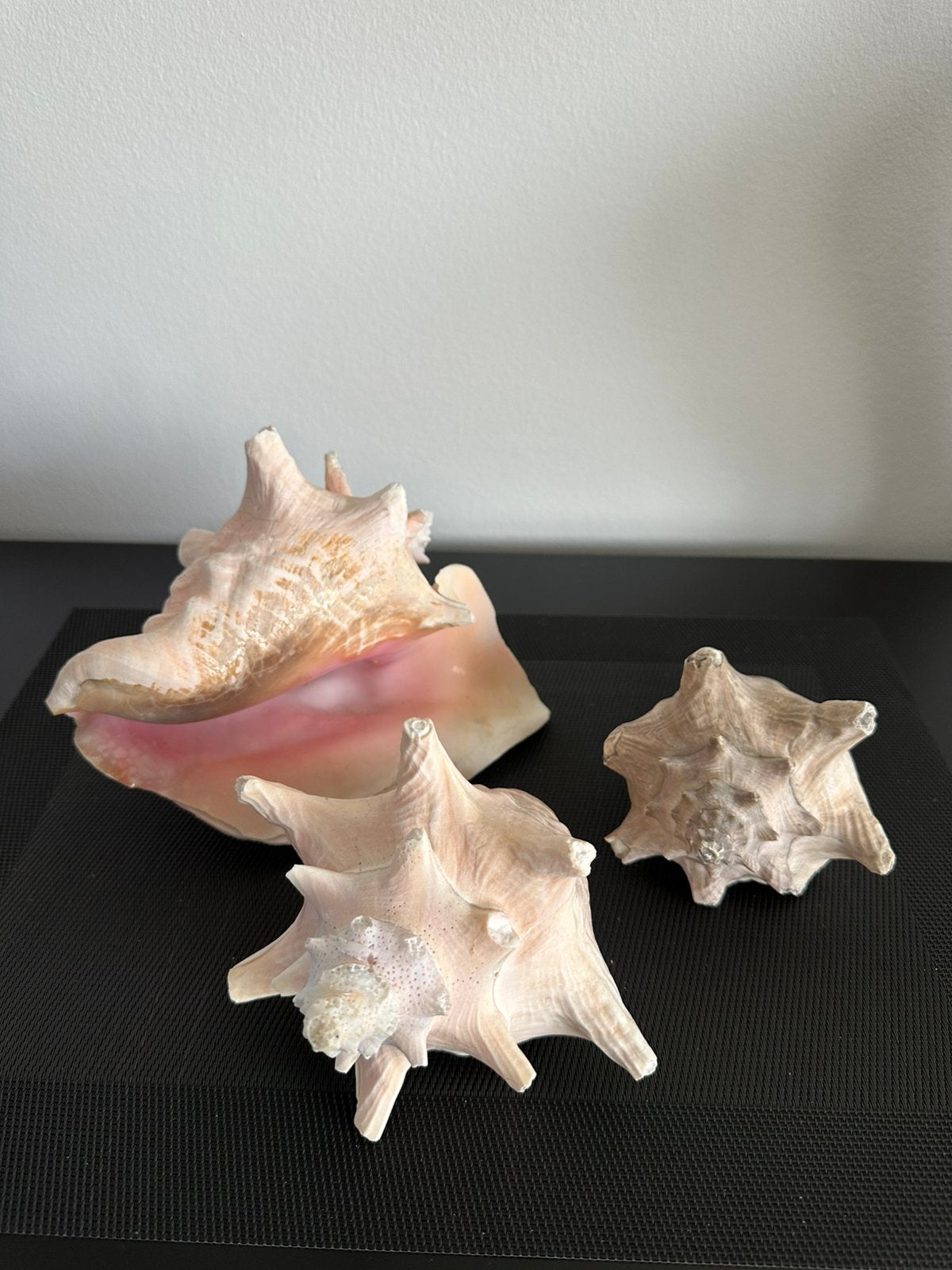 3 grandes coquilles, Enlèvement ou Envoi, Coquillage(s)