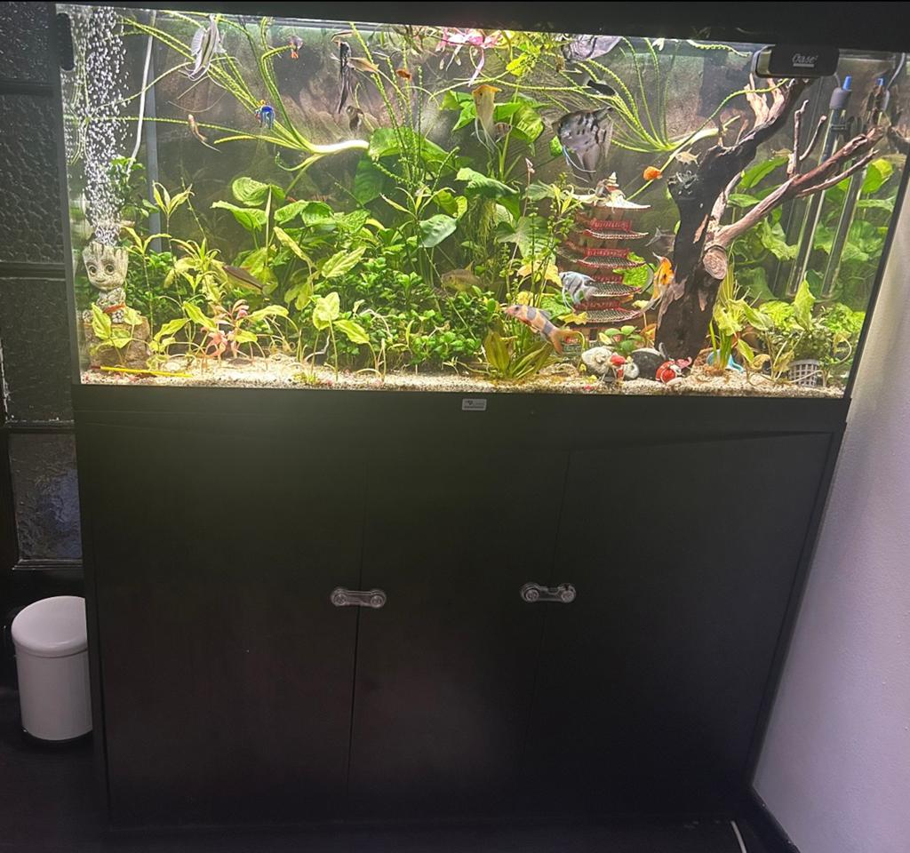 aquarium planten, Dieren en Toebehoren, Ophalen, Zo goed als nieuw
