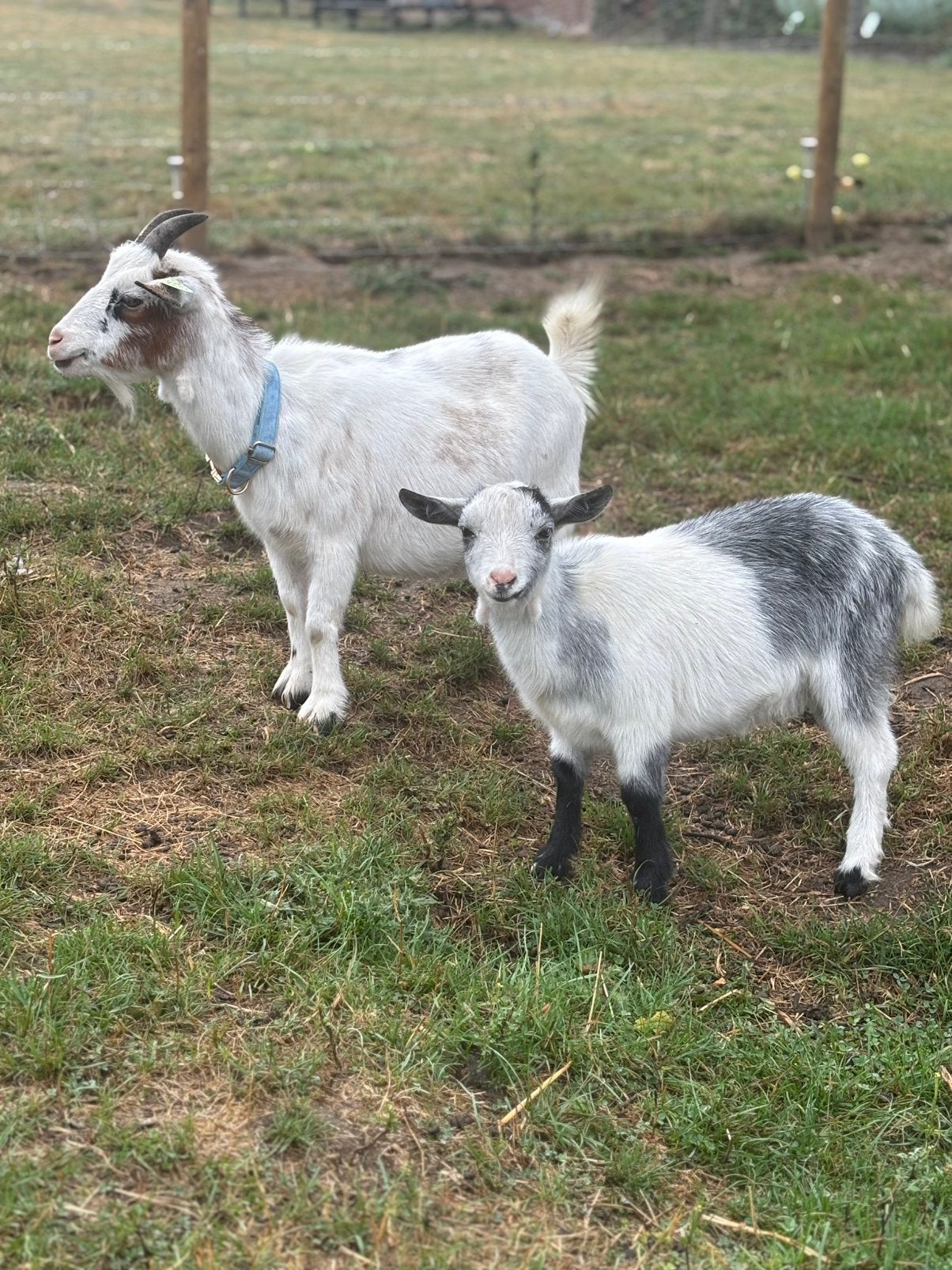 2 mooie miekes moeder en dochter zoeken nieuwe thuis