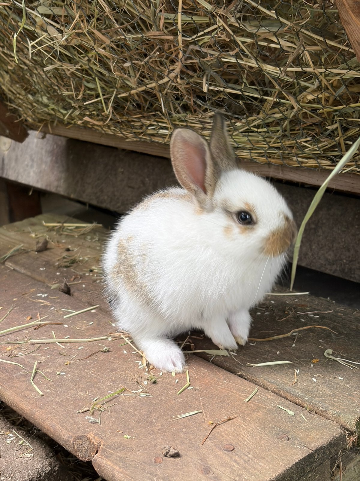 Voedster te koop, Dieren en Toebehoren, Konijnen, Vrouwelijk, Groot, 0 tot 2 jaar