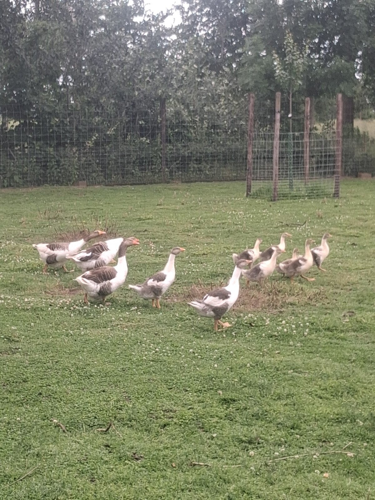 Vlaamse gans kuikens, Meerdere dieren, Gans of Zwaan