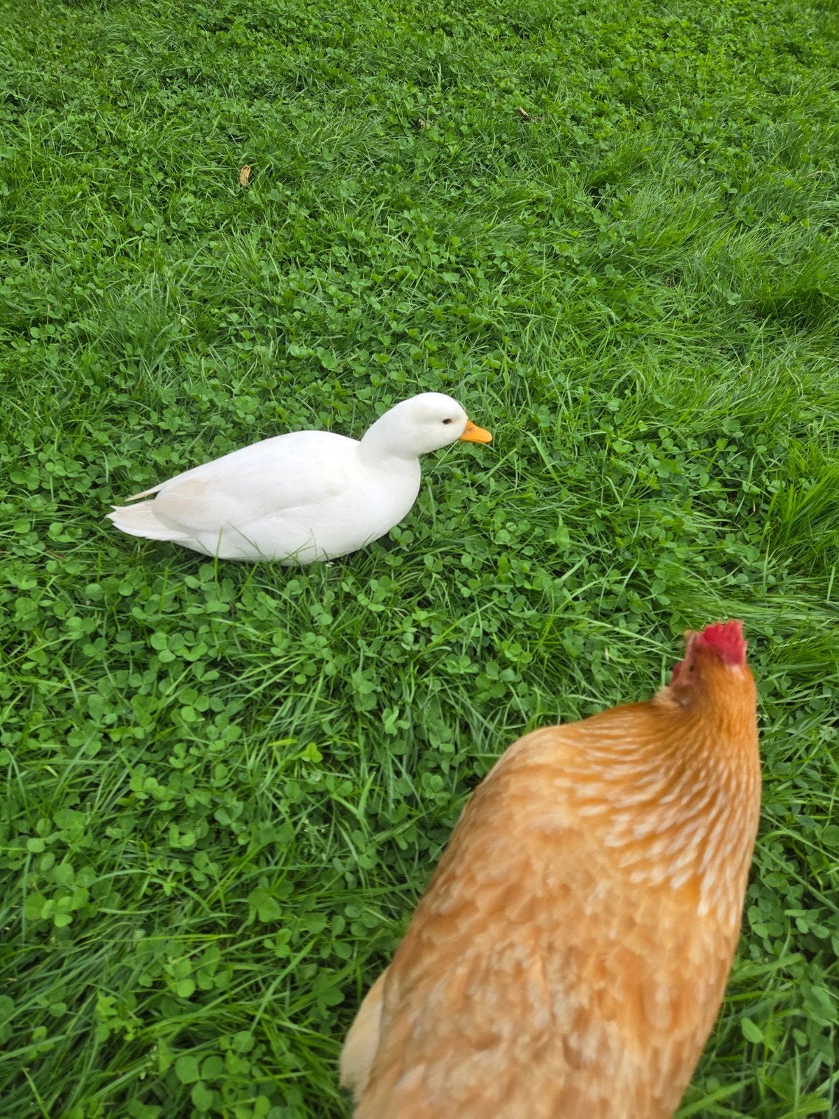 koppels hollandse kwakers, Meerdere dieren, Eend