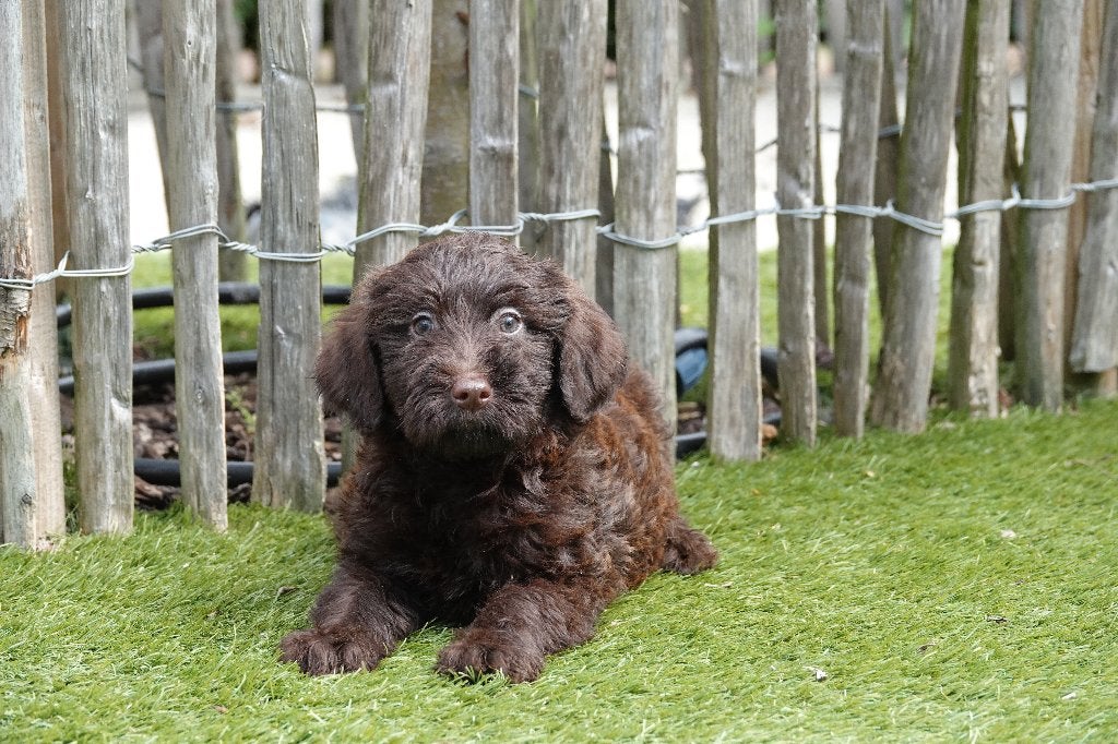 Prachtige Choco Medium Labradoodle pups, met stamboom, België, Overige rassen, CDV (hondenziekte), 8 tot 15 weken